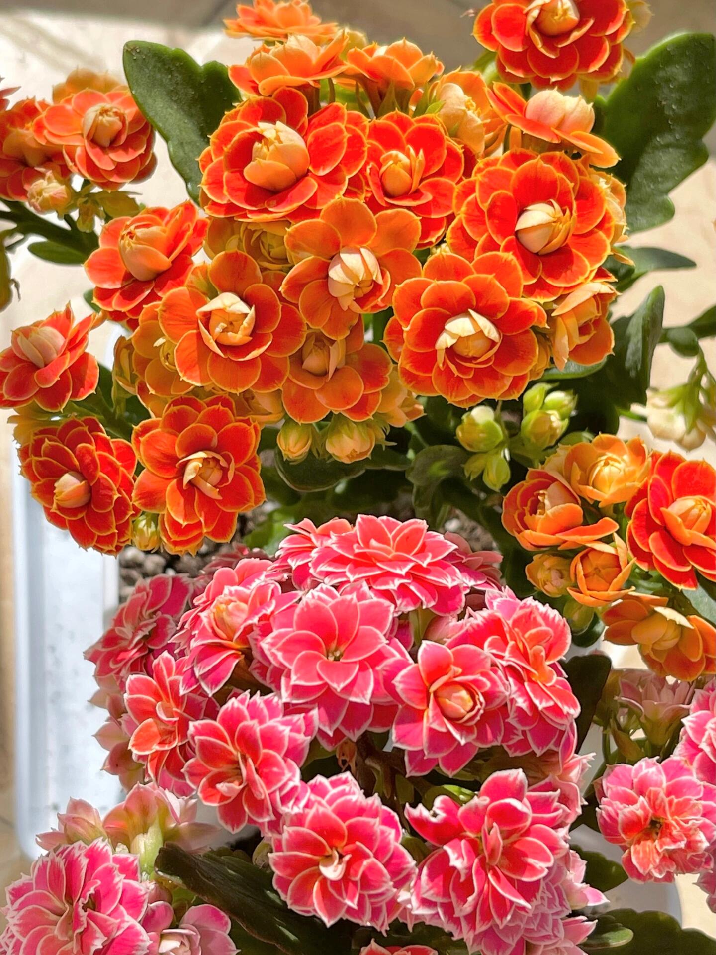 长寿花:传说 又名金丝带,桃粉色,多晒晒花心部分会变橘.