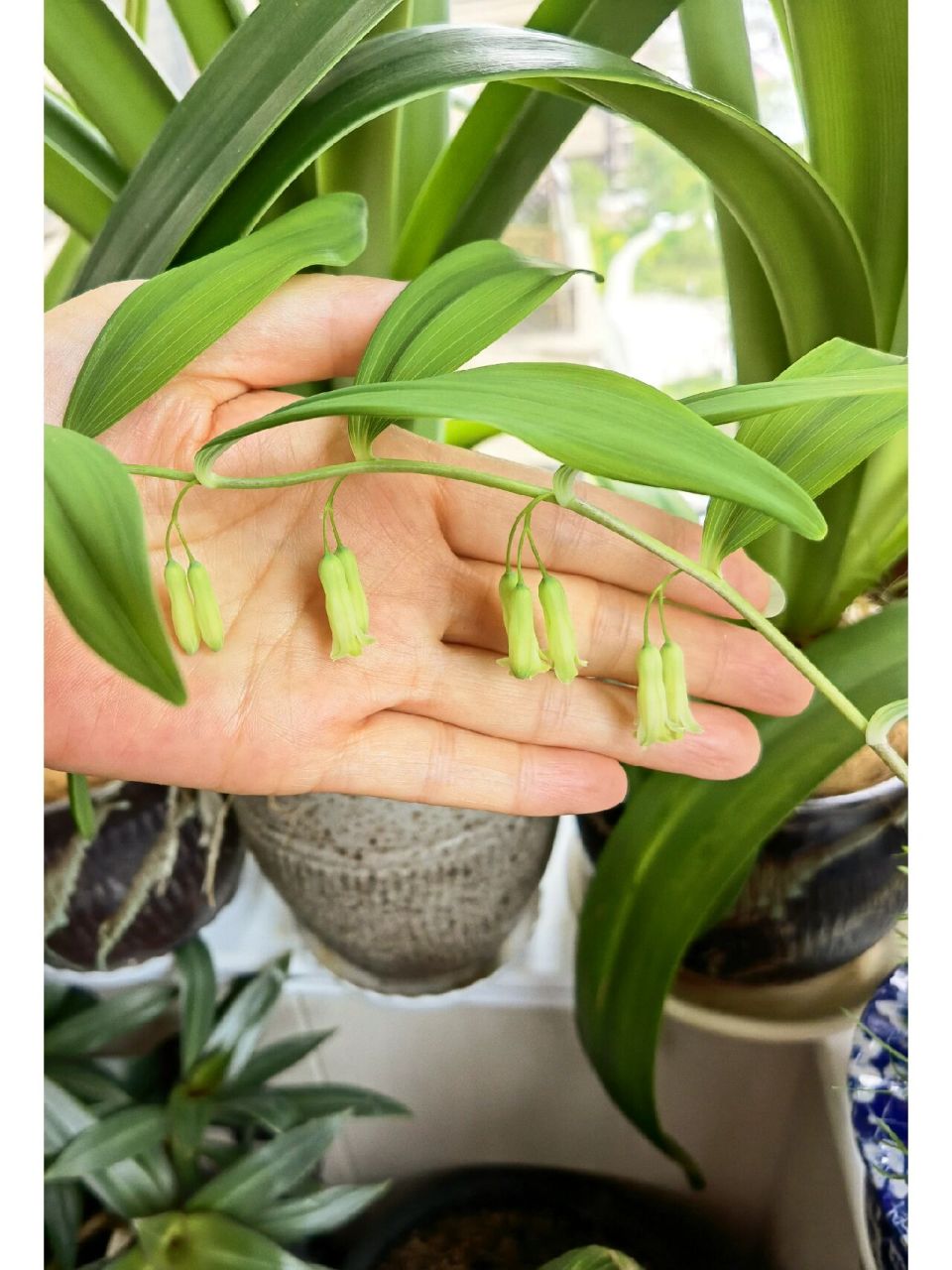 玉竹长着一串串白绿色的小花,就像是挂着一串小铃铛似的,非常有趣.