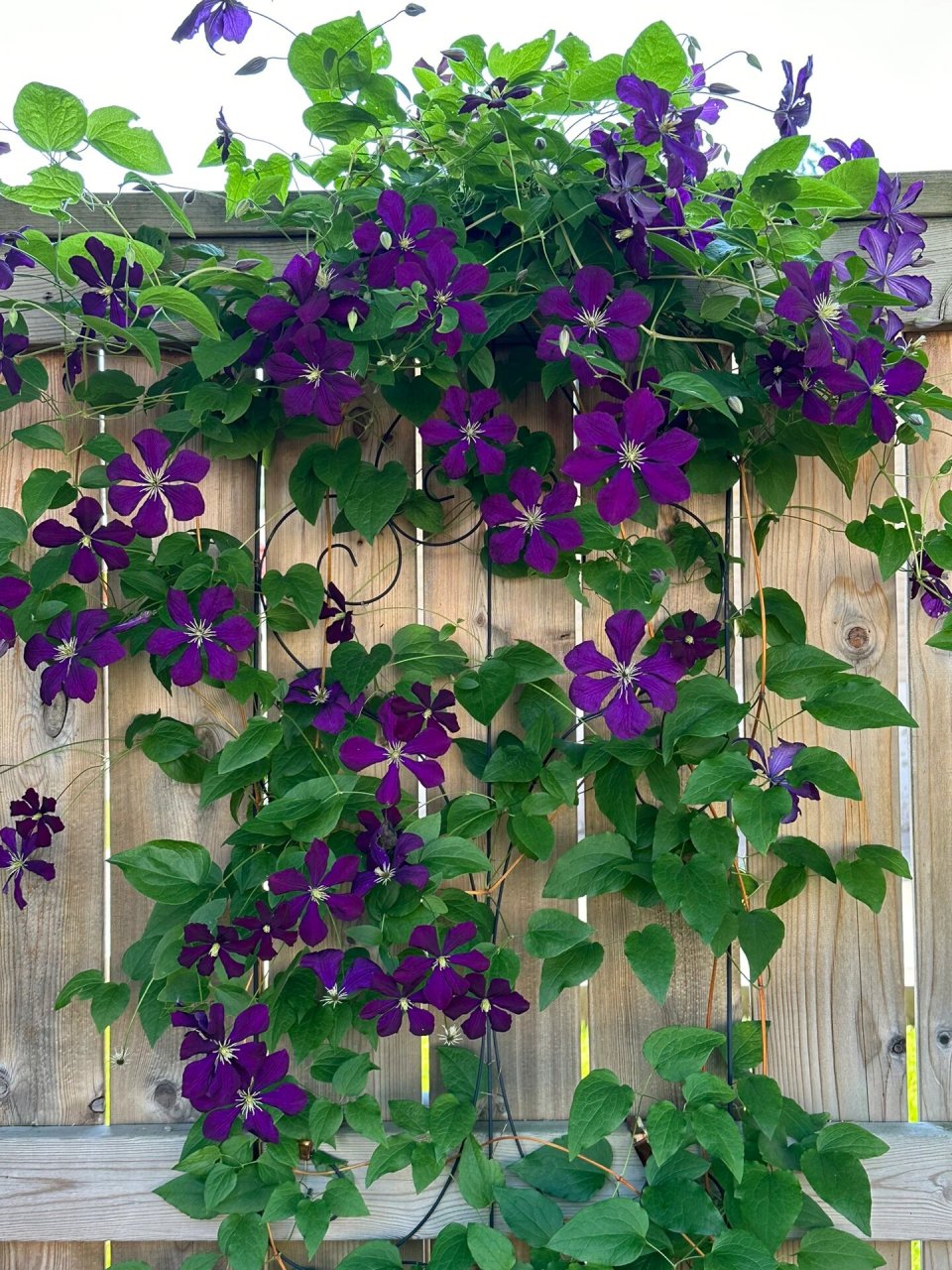 铁线莲有很多种类和品种,花色丰富多样,包括白色,粉色,紫色,蓝色和