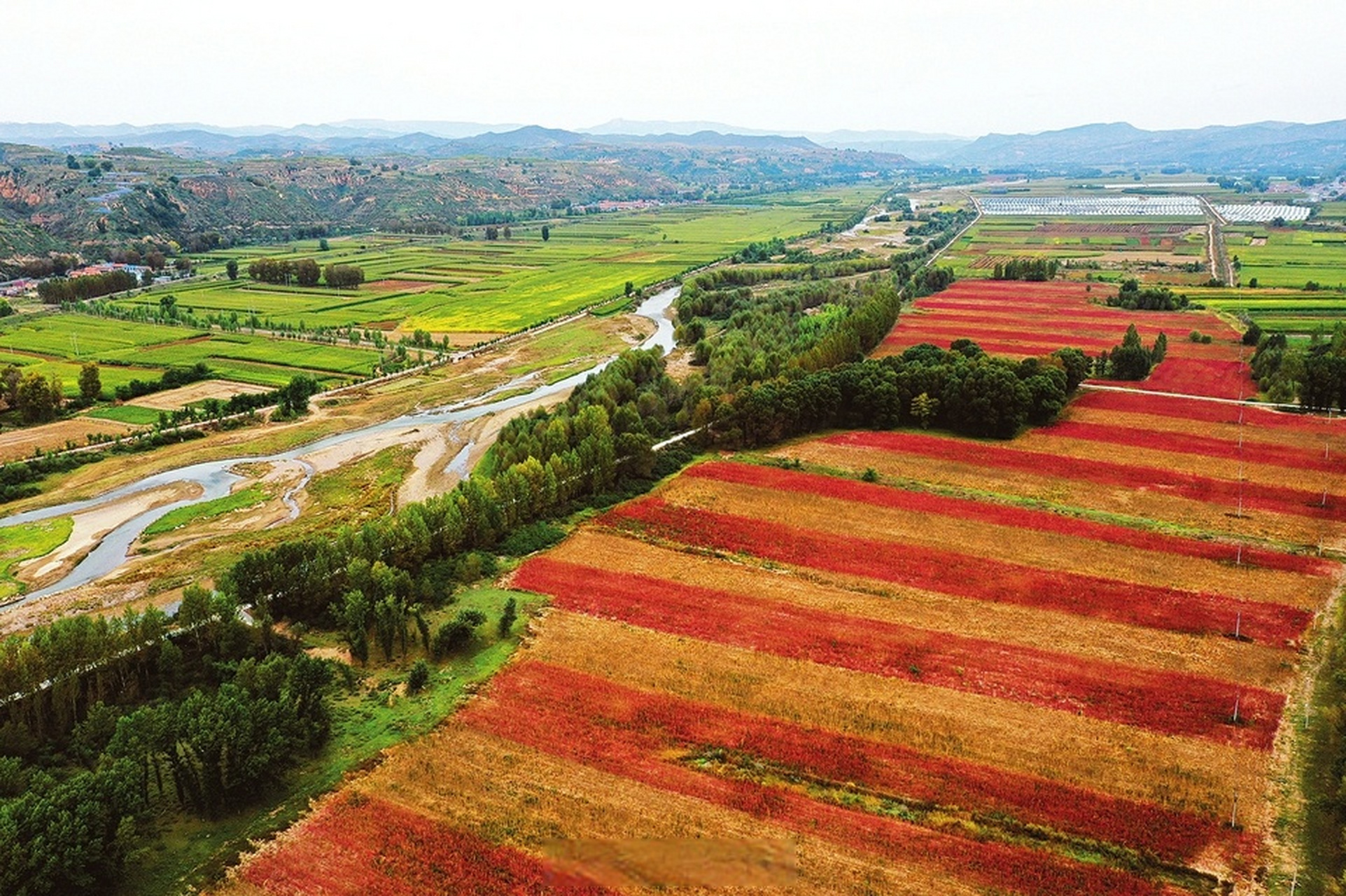 金秋时节,静乐县藜麦陆续进入成熟期,农民利用晴好天气进行收割,田间