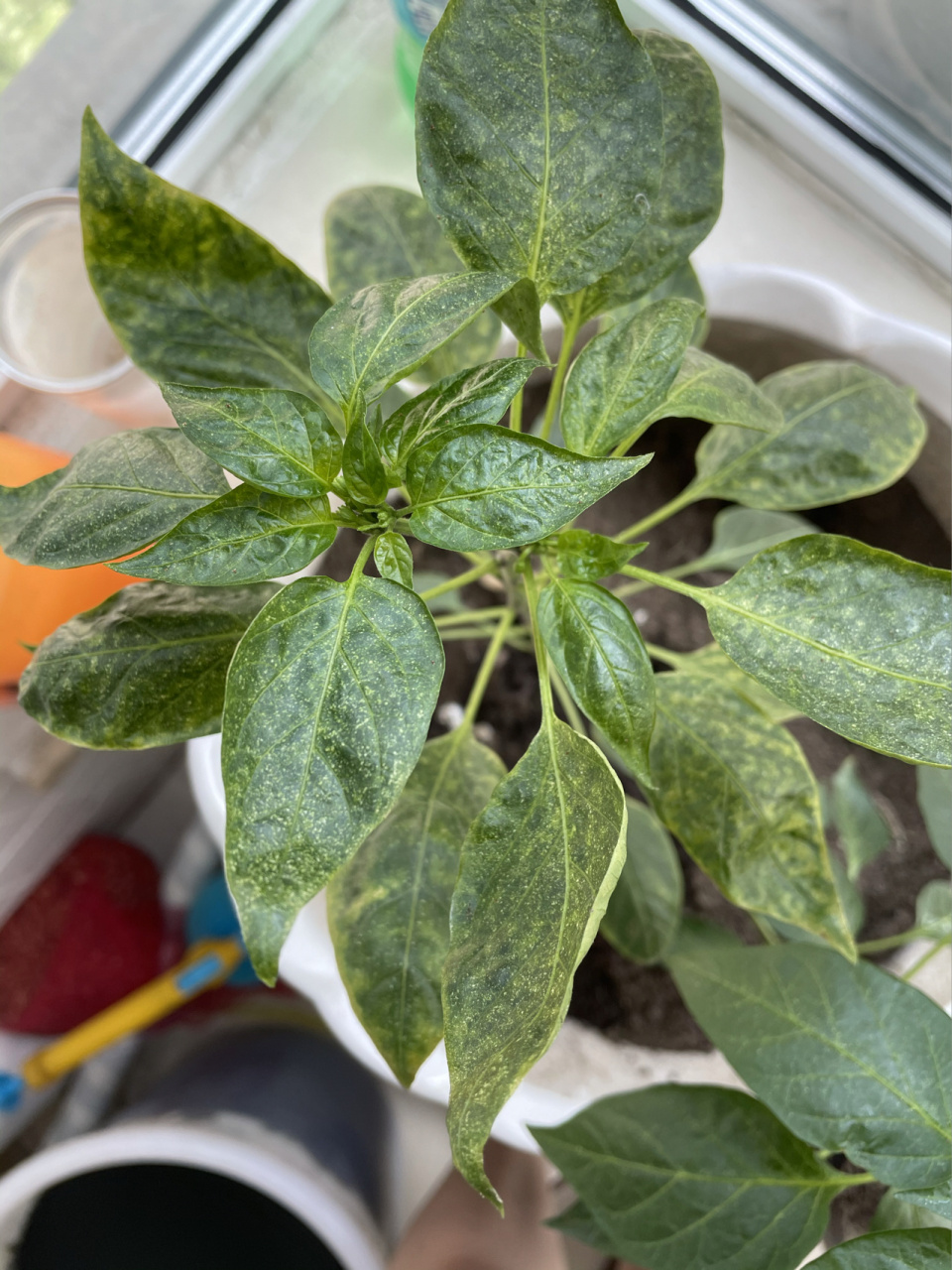 分享一个消灭红蜘蛛的妙招 辣椒得了红蜘蛛,用的杀虫剂和名字叫"花