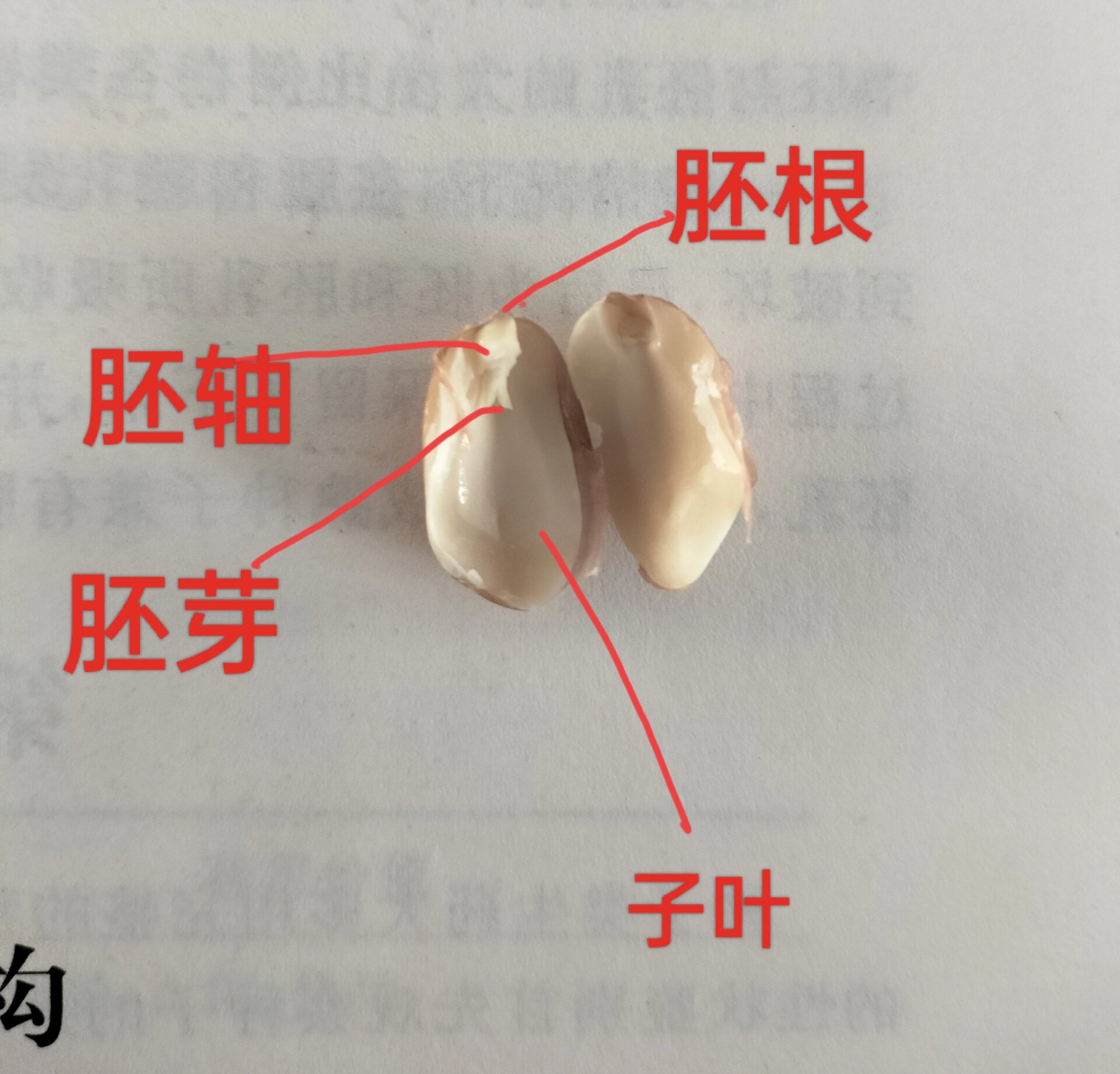 花生的结构图 解剖图图片