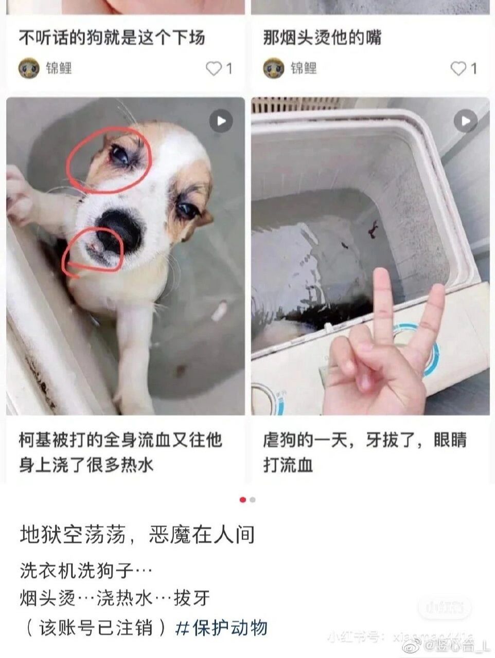 为河南商丘洗衣机虐待柯基发声6015 #河南商丘学院虐狗# 为什么会