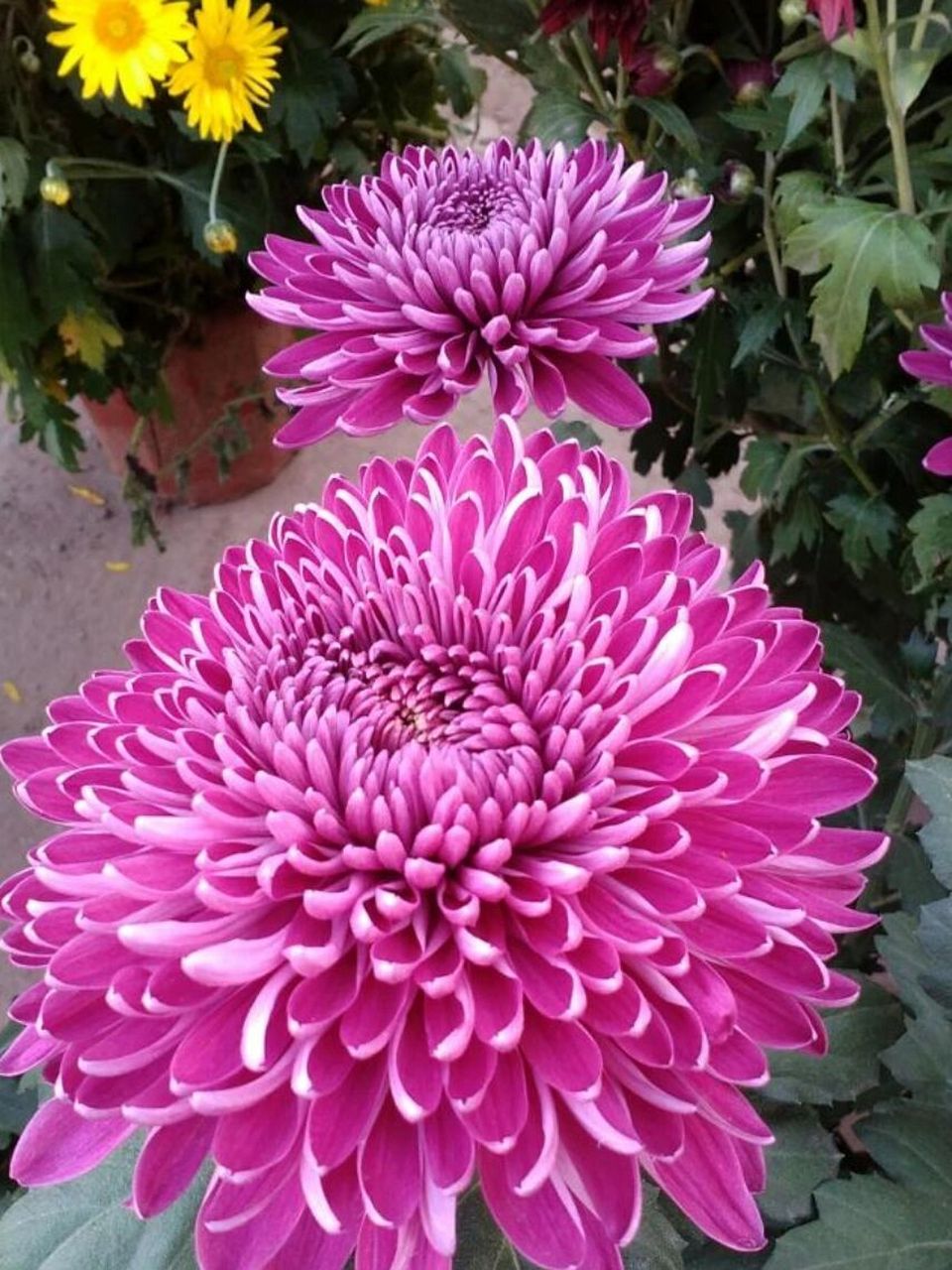 [摘要] 菊花常见的花语有真诚,长寿,清净,高洁,隐逸等, 菊花寓意着高