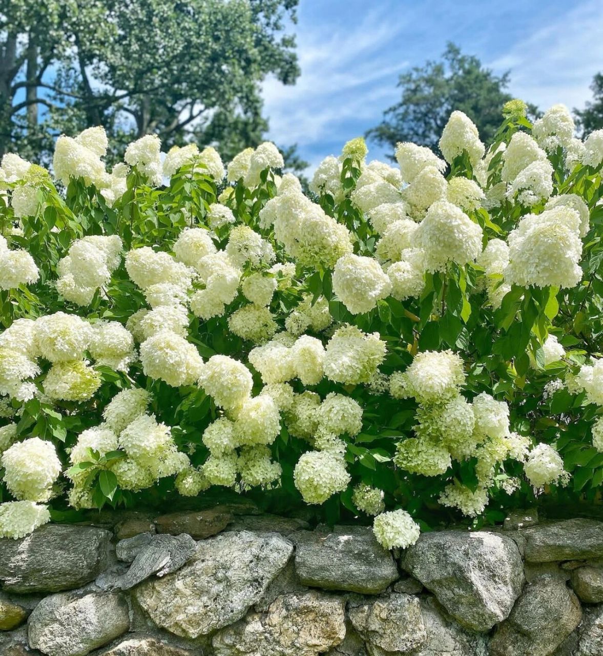 圆锥绣球"香草草莓""石灰灯",最值得养 圆锥绣球"香草草莓""石灰灯"