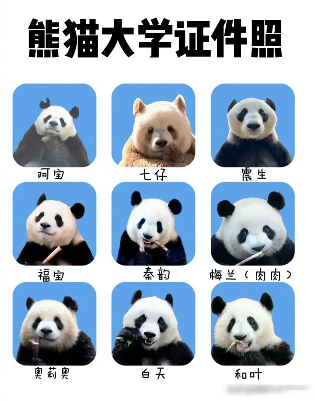 大熊猫证件照,七仔真的好特别,你们最喜欢哪个熊宝宝?