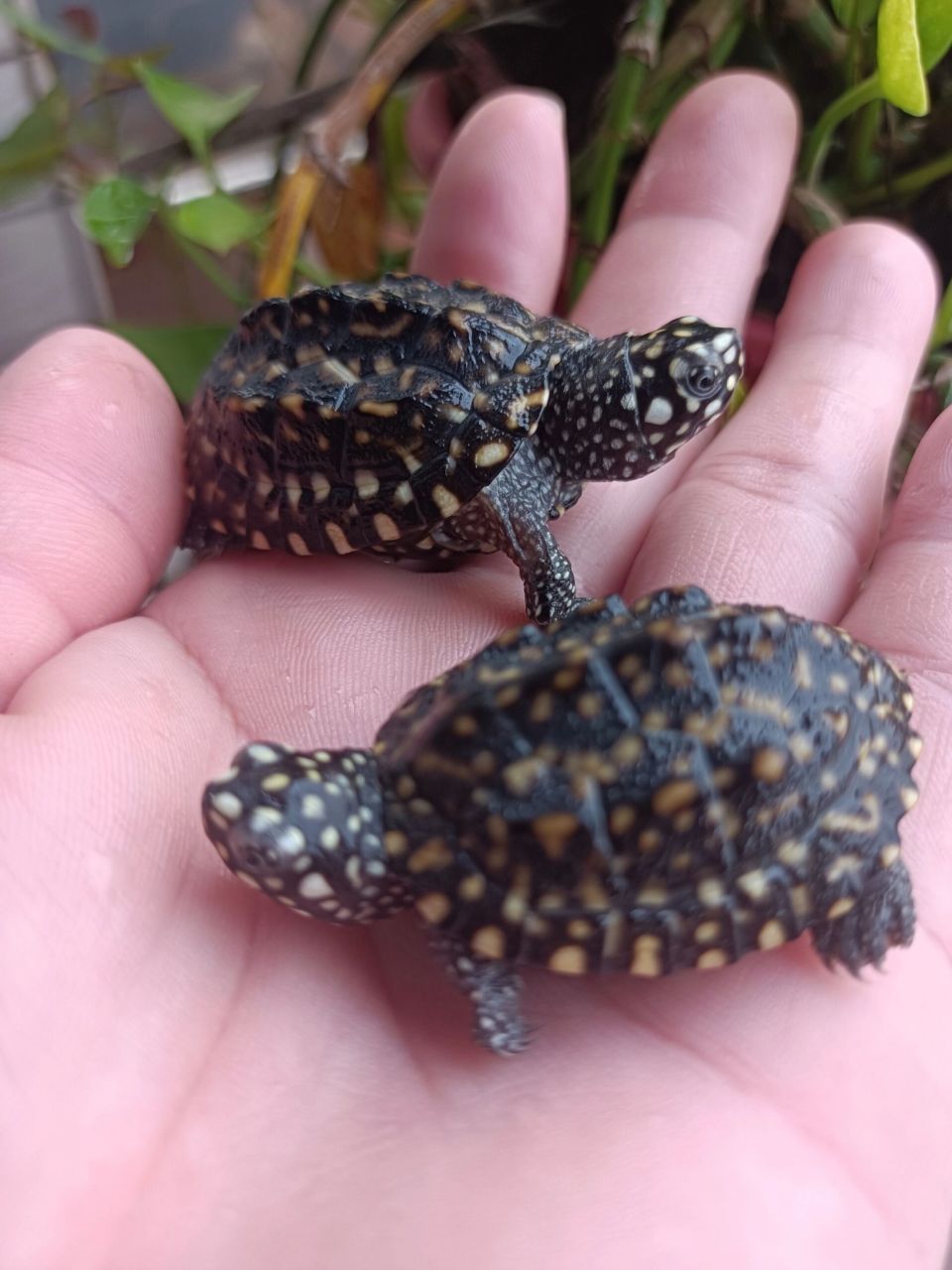 满天星斑点龟