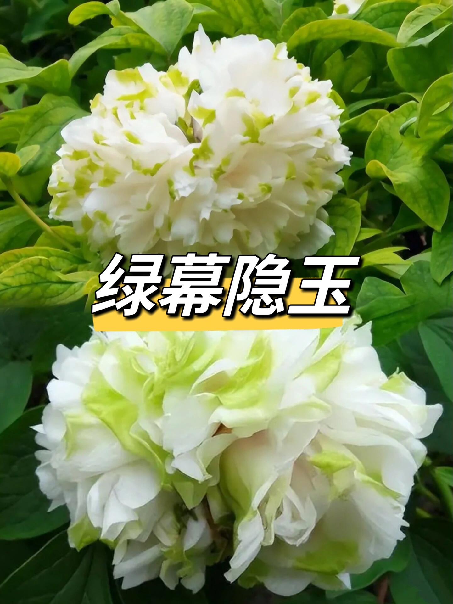 洛阳网红牡丹:绿牡丹/春柳or豆绿 科普篇!