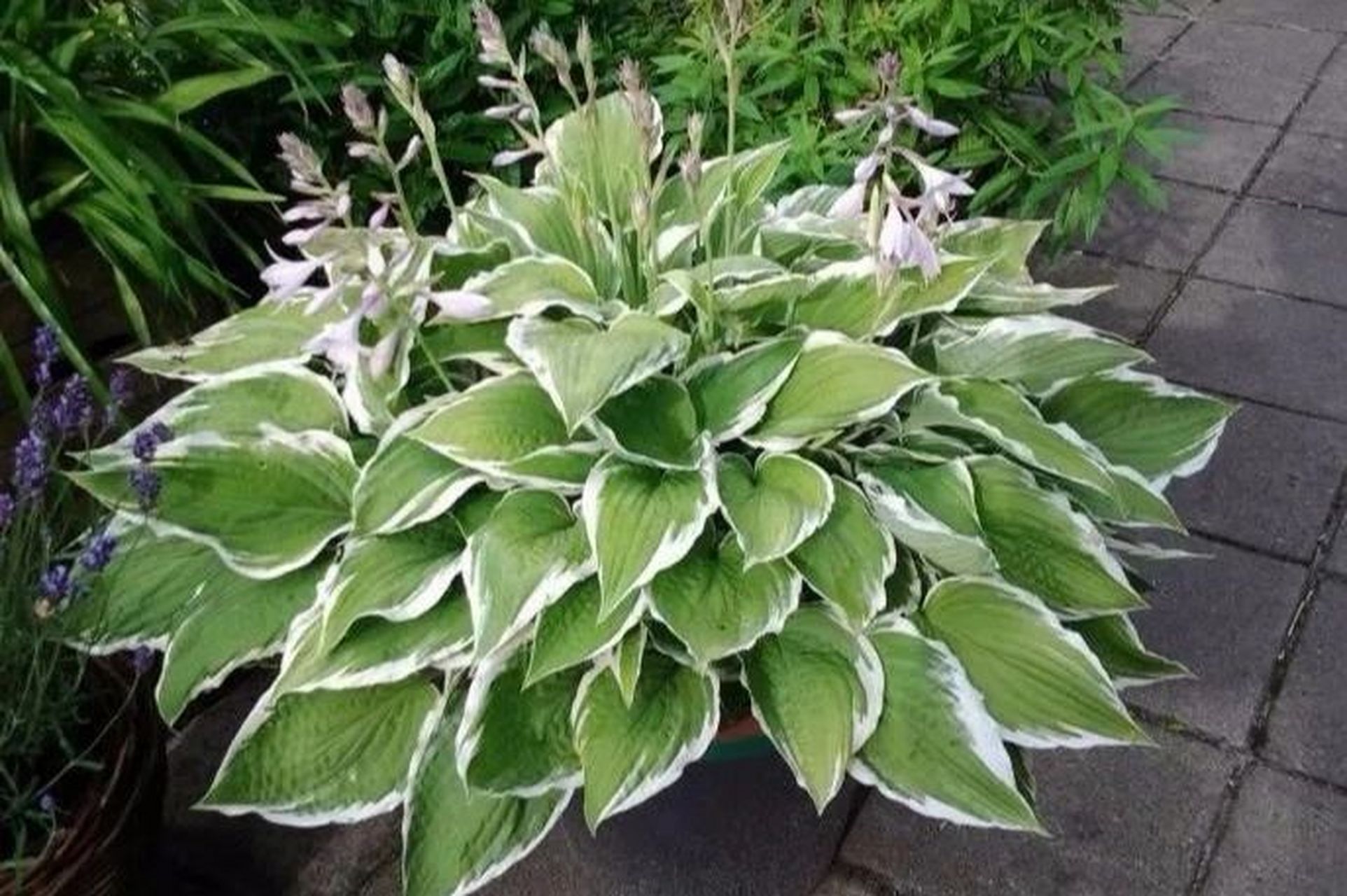 每日植物—玉簪花 #玉簪花 花色:多色 高度:30cm 花期:4-6月 光照要求