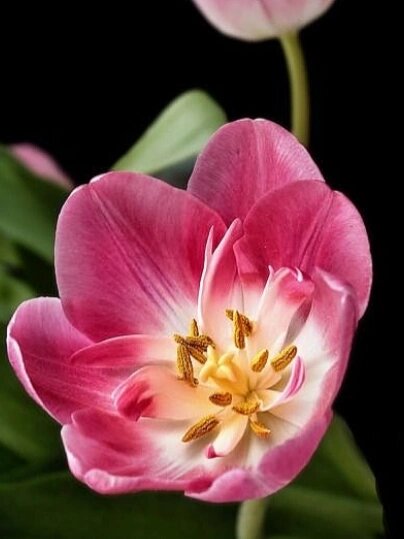 木植百科#郁金香# 7915我是谁?