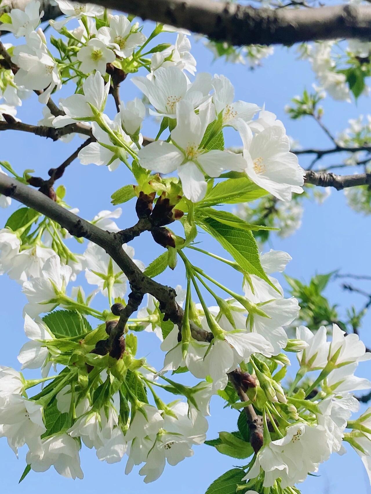 开在"夏天"的樱花 大岛樱开啦~~ 白色和绿色的组合太美了美了美了美了