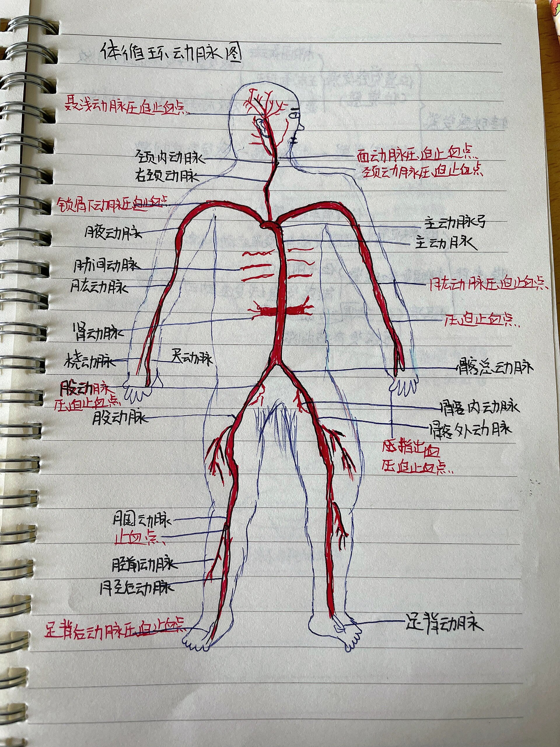 人体动脉分布图手绘图图片