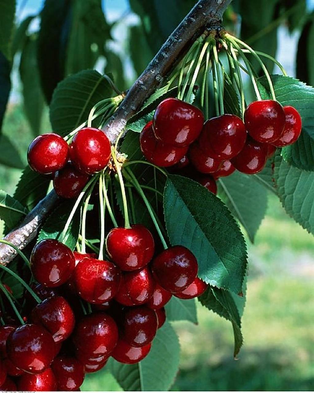 樱桃的品种和营养价值 烟台大樱桃,也称西洋樱桃,是欧洲甜樱桃和欧洲