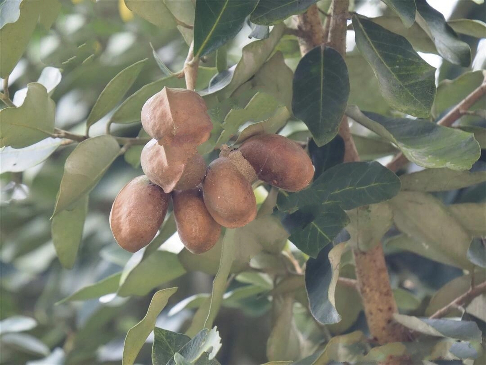 突然想通了银叶树果为什么有一条棱 一直觉得银叶树种子的结构很奇特