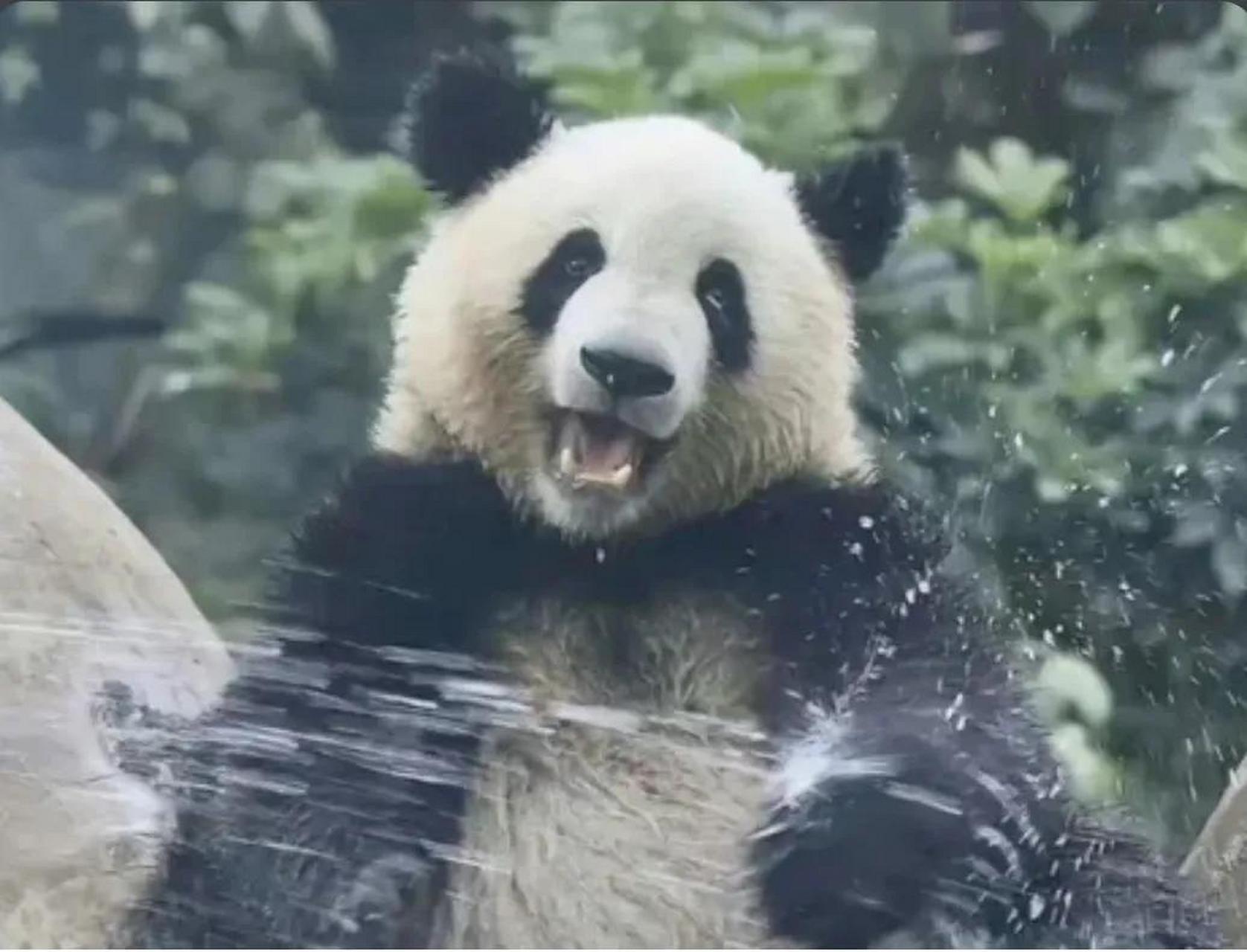 别看大熊猫萌萌已经17岁了,是5个熊孩子的妈妈,它依旧是个少女熊的