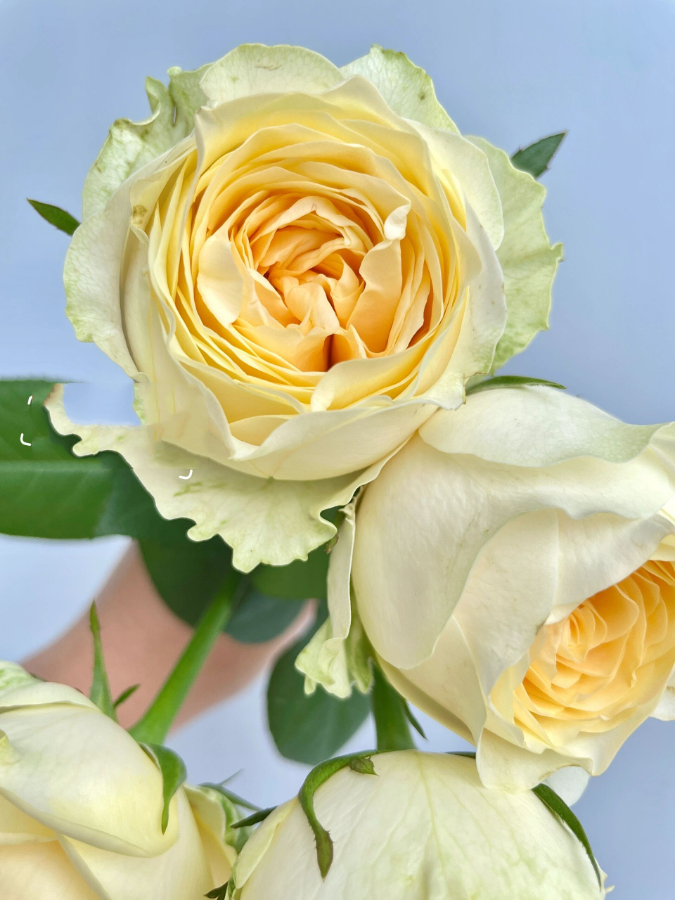 广东月季-奶油杯玫瑰.