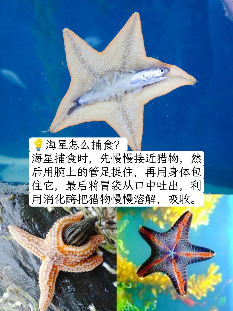海星没有大脑和心脏?还是肉食动物?