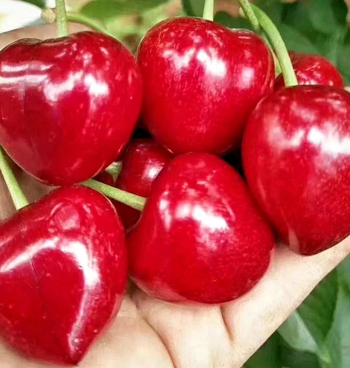 砂蜜豆樱桃90也叫萨米托,完胜美早不容错 砂蜜豆(萨米托)樱桃90