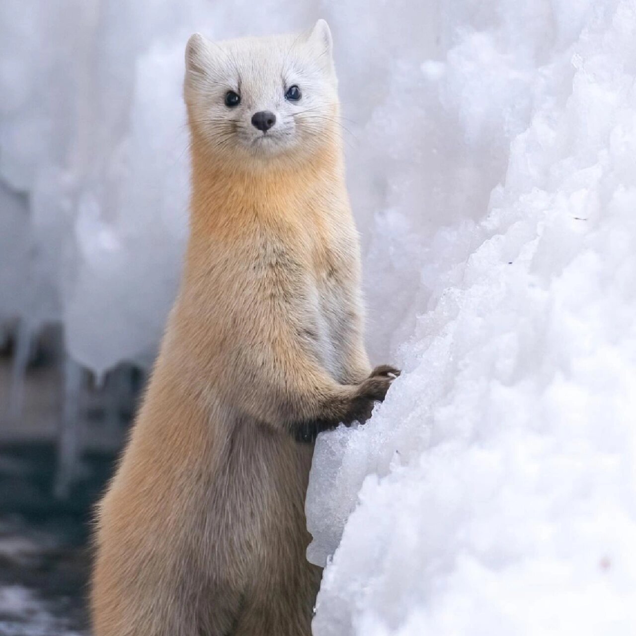 东北小萌宝——紫貂
