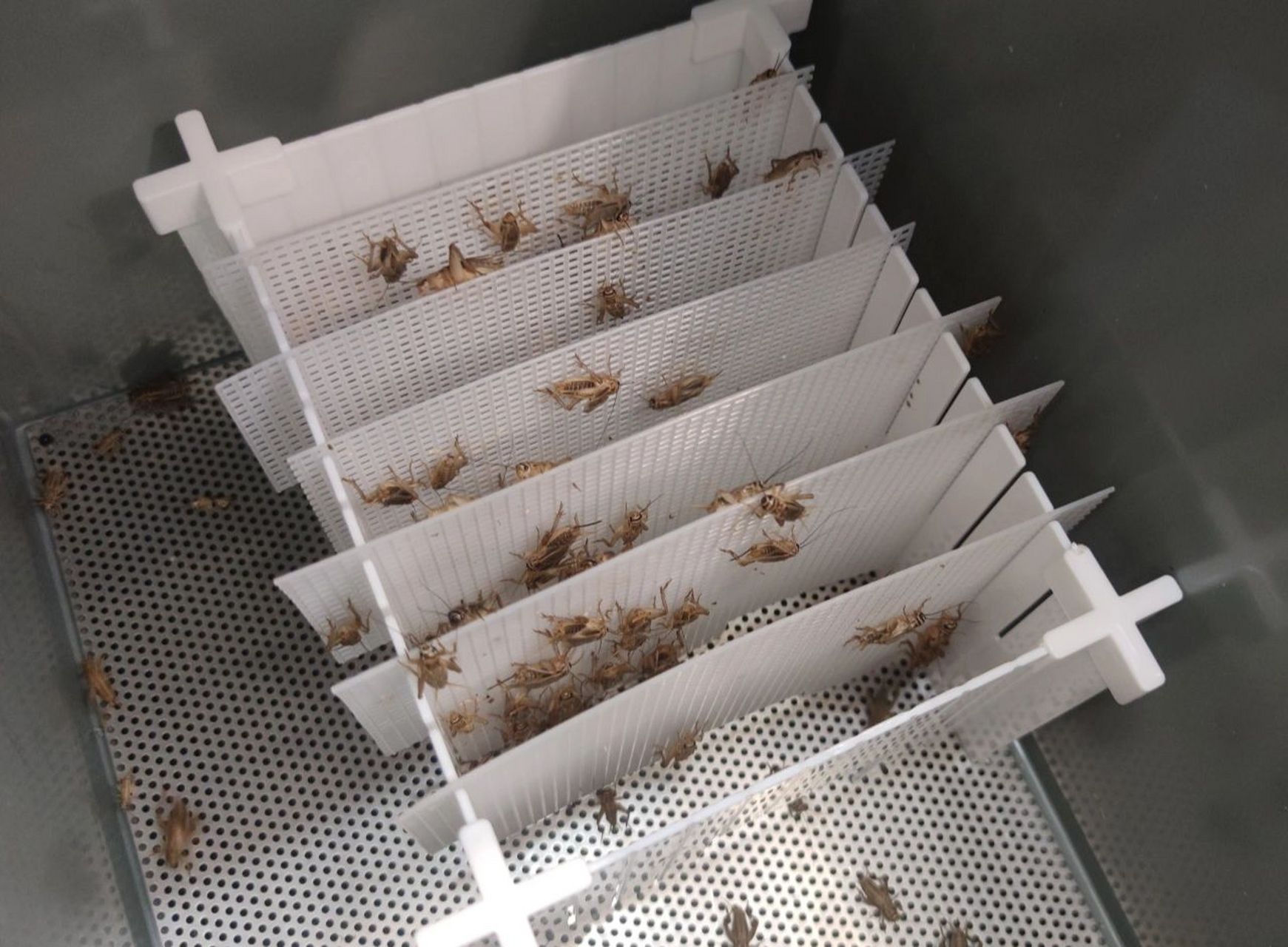 爬宠饲料的饲养-蟋蟀篇(下) 饲养容器:目前主流的饲养容器是整理箱,而