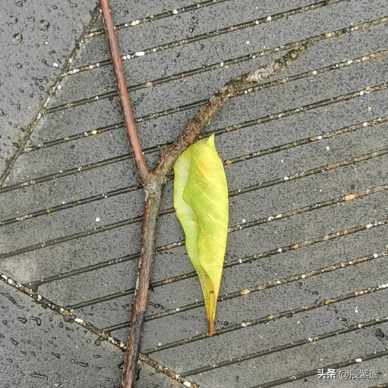 海口台风过后的残枝败叶～ 台风天下雨刮风