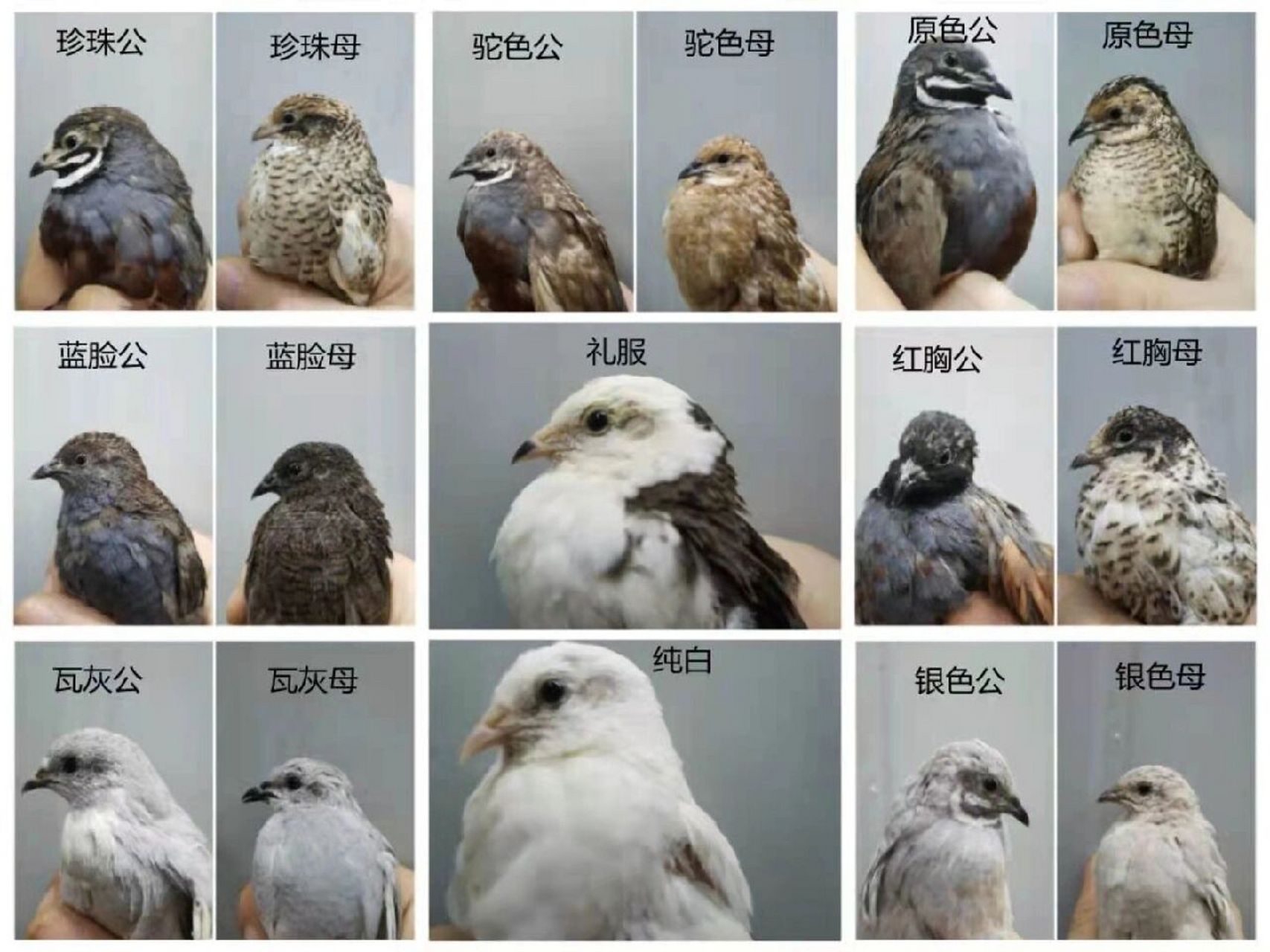 芦丁鸡的品种介绍 芦丁鸡是一种杂交的新品种小鸡,是由斑翅山鹑和蓝