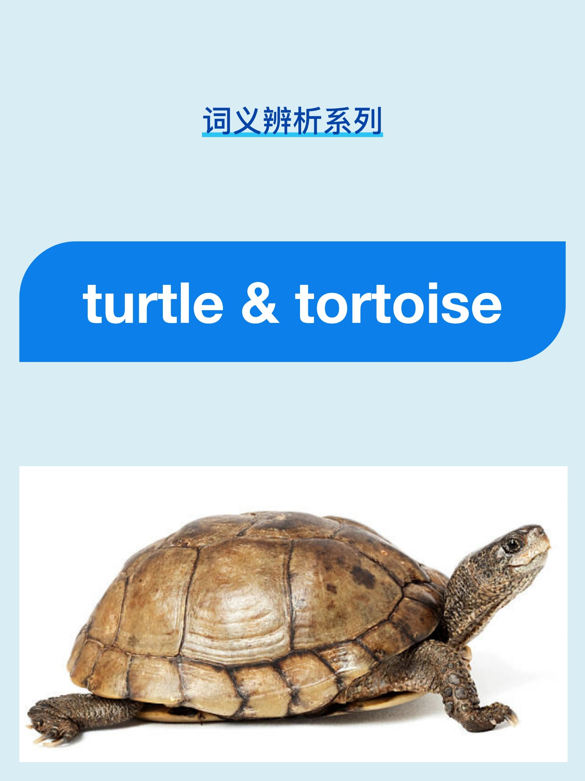 词义辨析:乌龟 turtle, tortoise