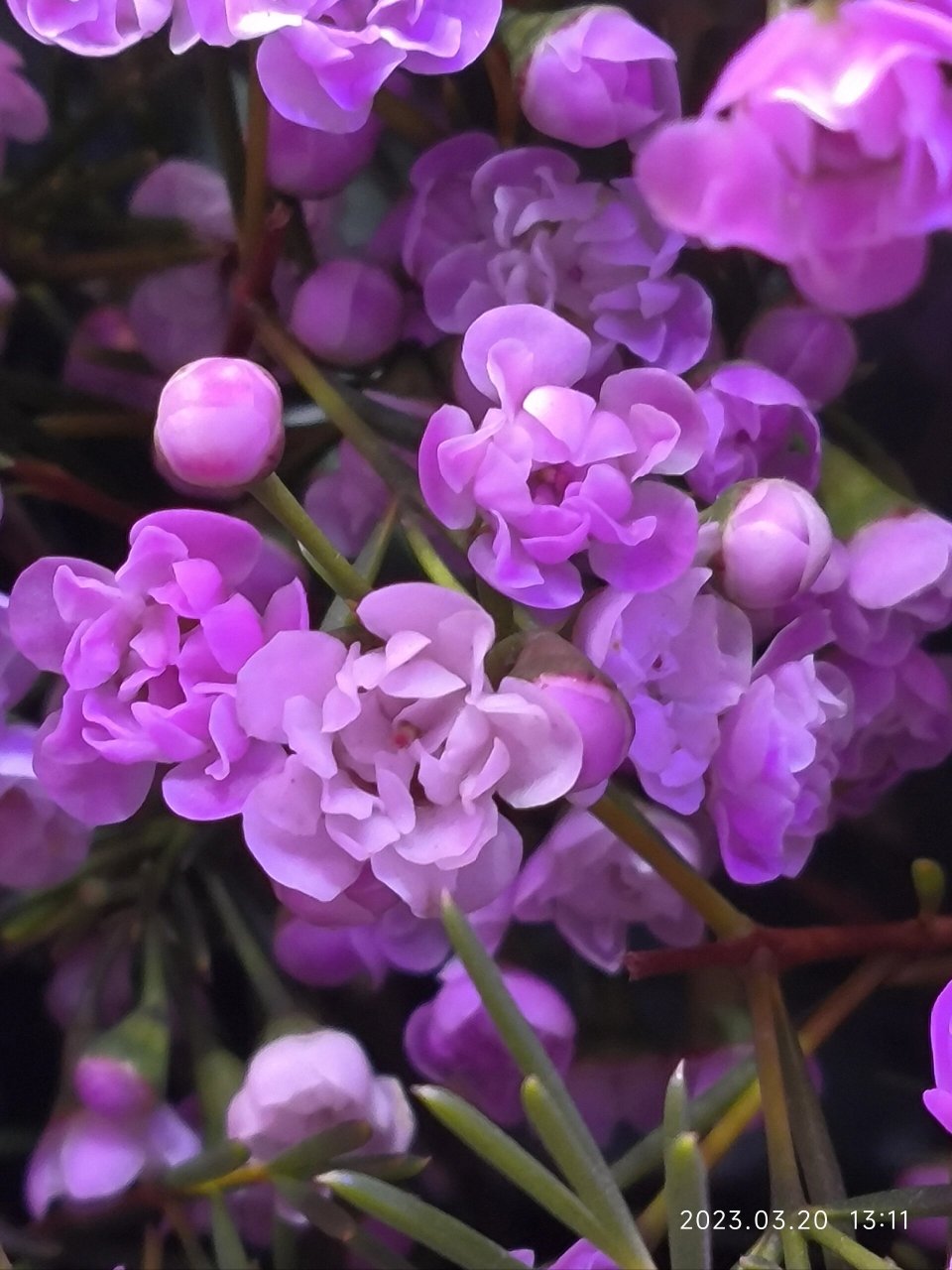 花店的腊梅——风蜡花 澳梅 蜡花 桃金娘科植物,即淘金彩梅,又名杰拉