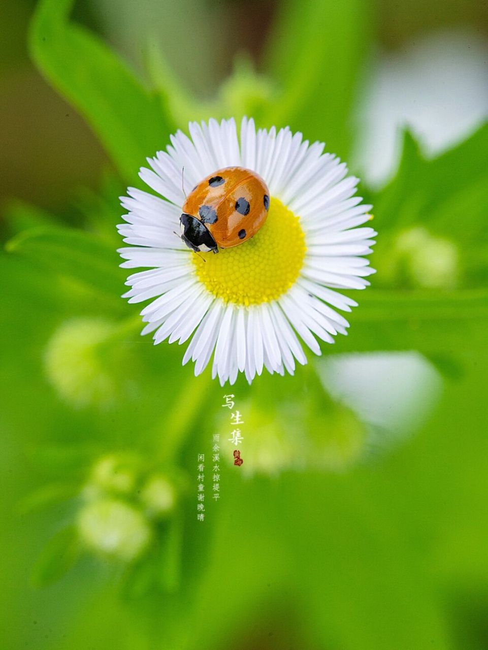 七星瓢虫|六一儿童节快乐|童年的记忆 花大姐, 真美丽, 身上穿件花花