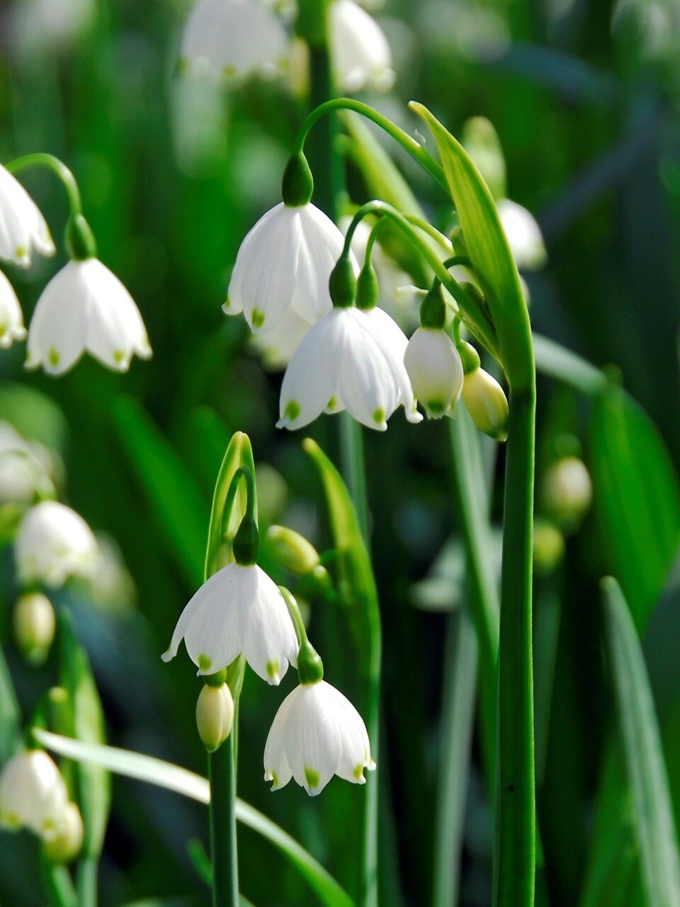 雪片莲|gravetye giant leucojum vernum l.