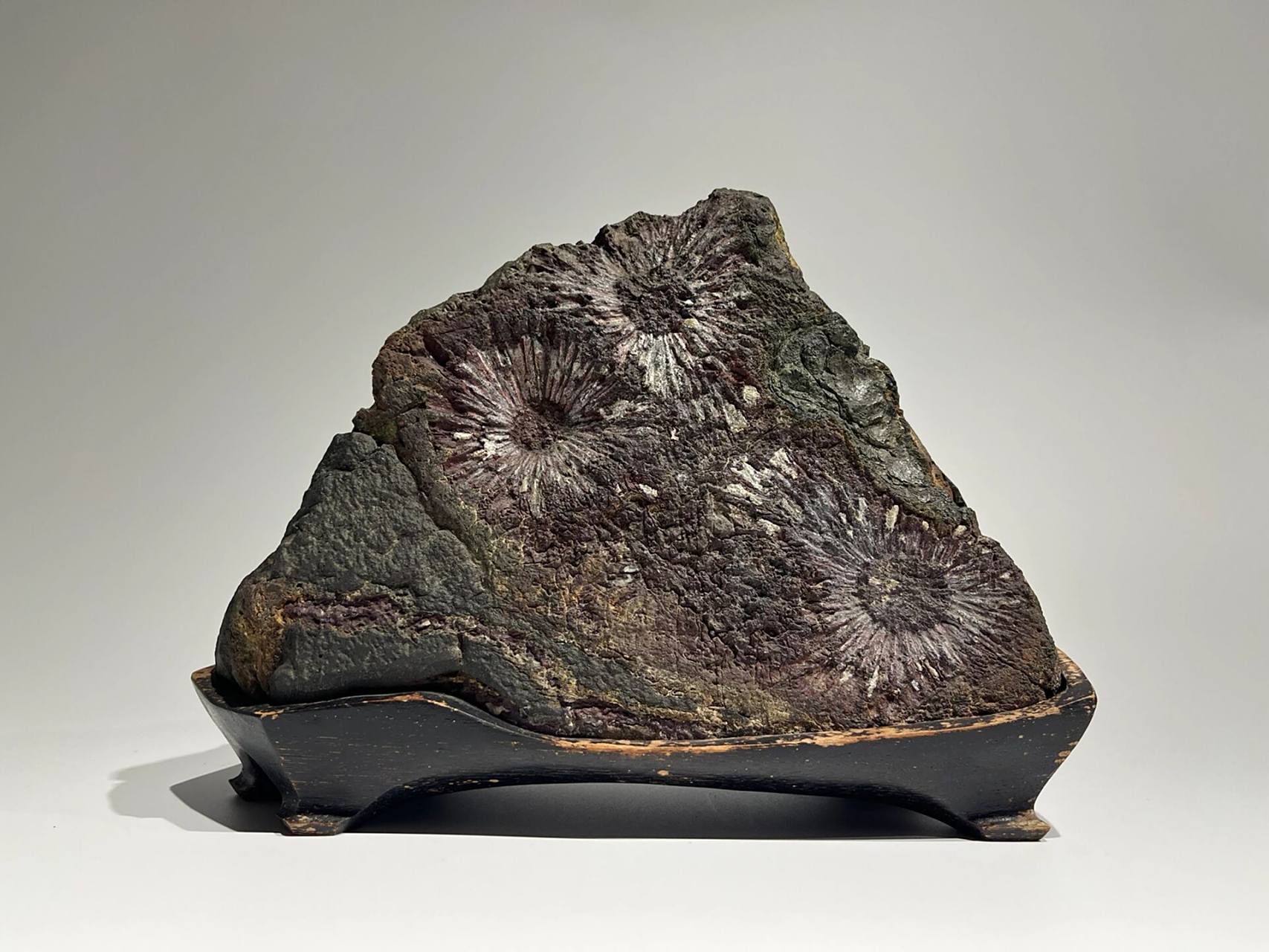 日本菊花石 观赏石 文房摆件  石种:菊花石产地:岐阜县根尾产规格:28