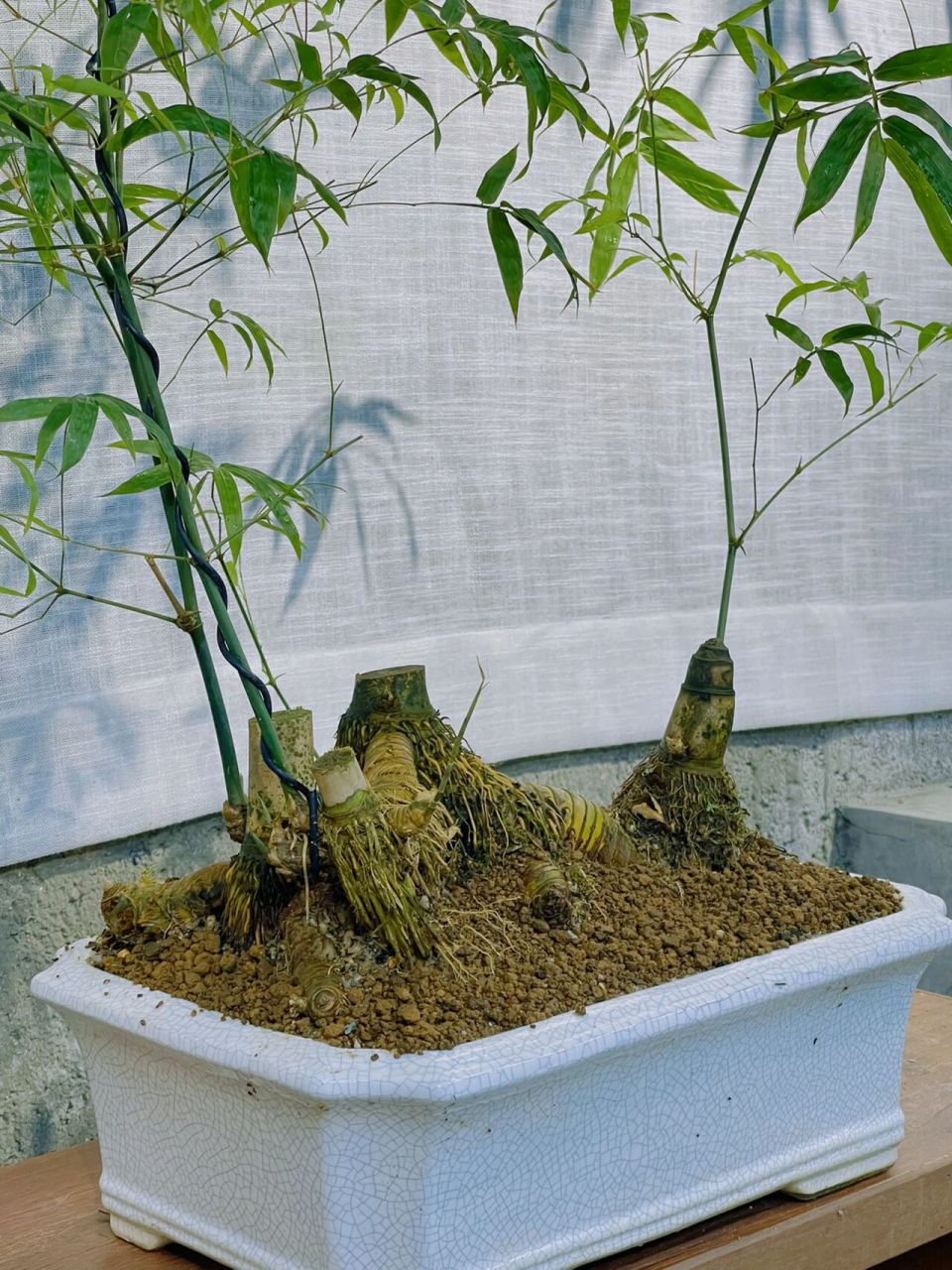 丛林式小叶簕竹 起风了9595 细细听有竹叶碰撞的声音9797