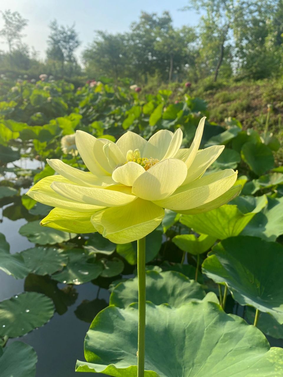 确实是很好看这款黄绿色的荷花 这款荷花叫金陵凝翠 大花型荷花 送你