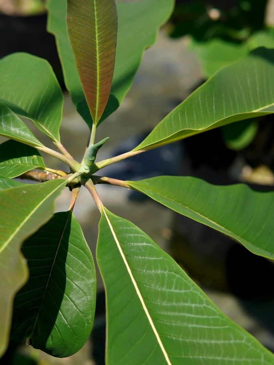 红花凹叶厚朴——花园大叶子系列 红花凹叶厚朴 magnolia officinalis