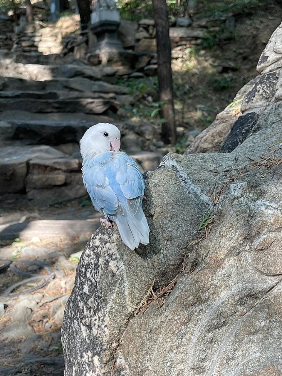 蓝伊莎牡丹鹦鹉户外不同光线下无滤镜实拍