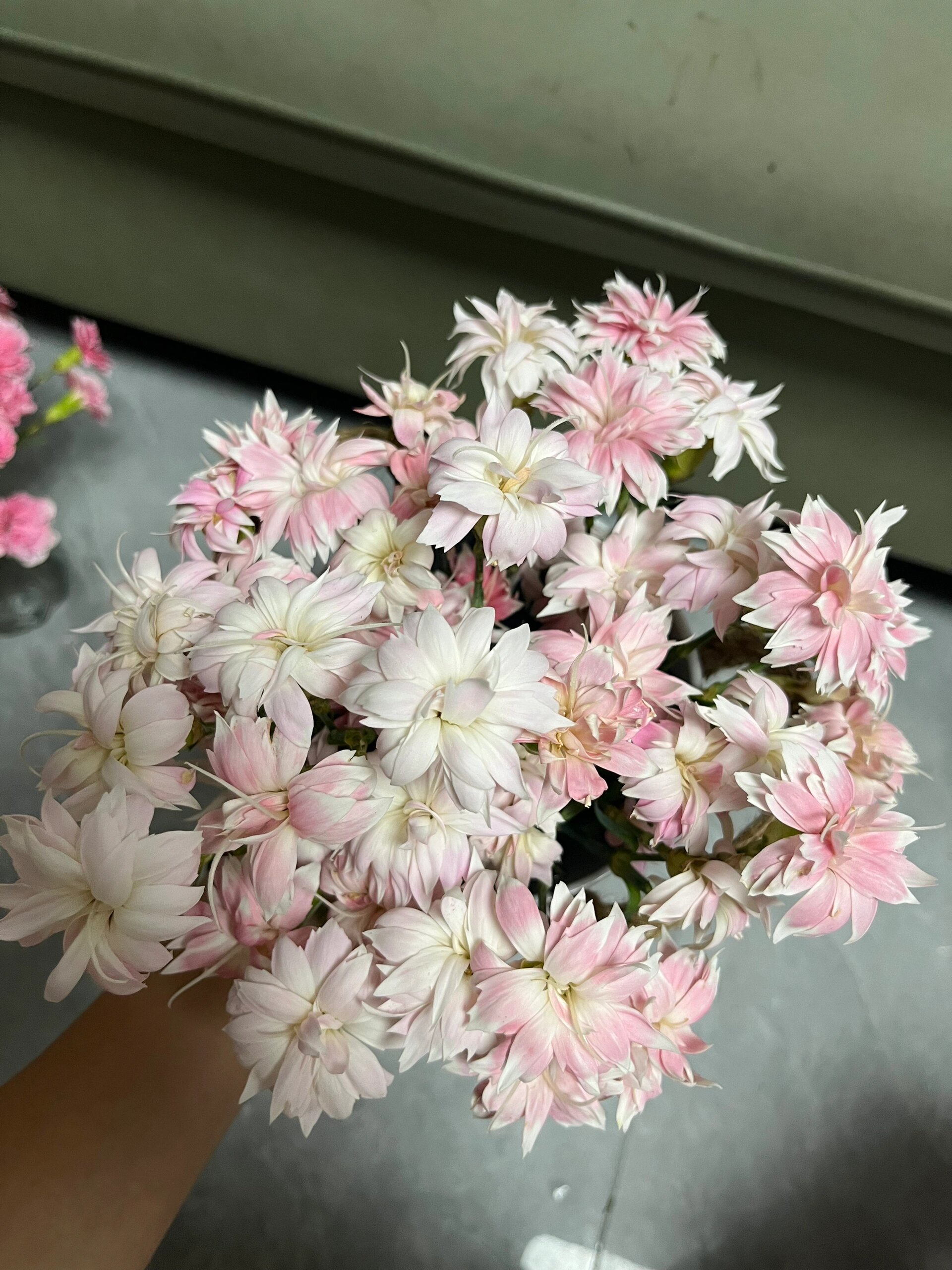 发现以前拍照技术更差 粉星太子混红宝石 我的出口多丁呀,可惜呀太