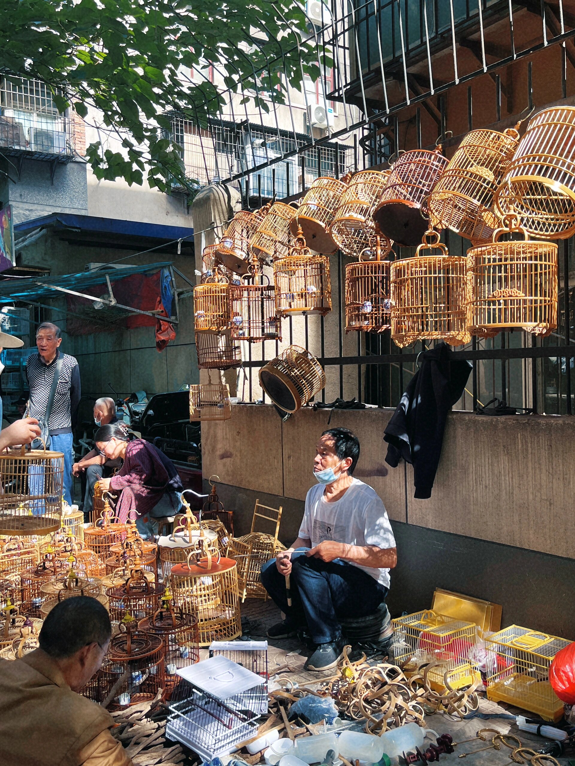 西仓|藏在西安城墙里的"00语花香" 打卡西安花鸟市场— —西仓