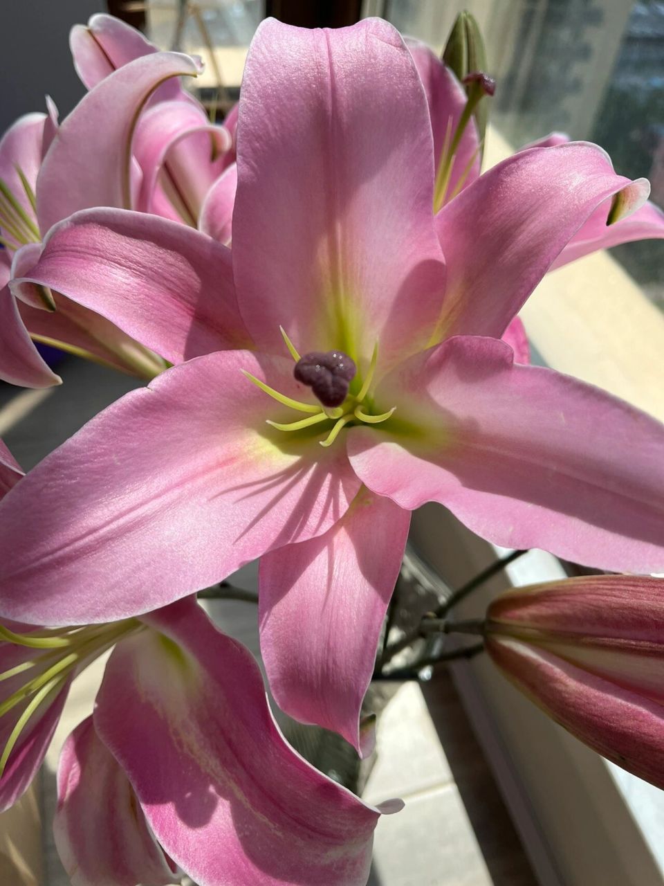 百合 | 普拉芬多 粉色的香水百合,花头真得是超级大,比张开后的手还要