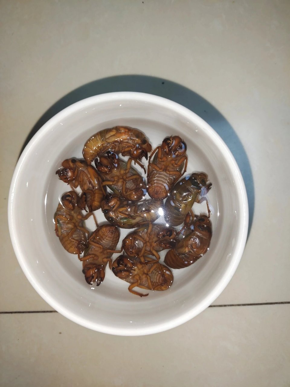 抓金蝉啦 又名知了牛 97