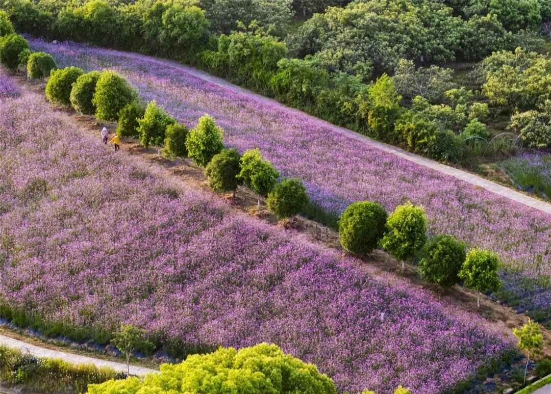 常州溧阳|浪漫紫色|曹山马鞭草花海 初夏的溧阳曹山日日春庄园,马鞭草