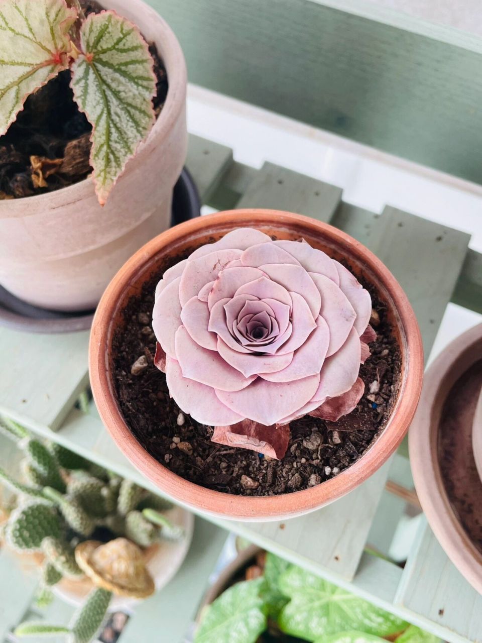 就决定再也不买多肉了 直到我看到潘多拉山地玫瑰 对于喜欢卡布奇诺