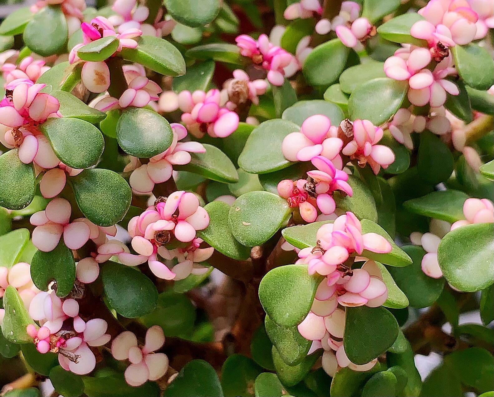 麻子菜花图片图片