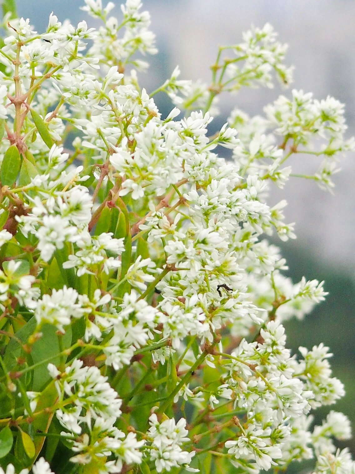 禾叶大戟|飘雪,花期长达10个月!