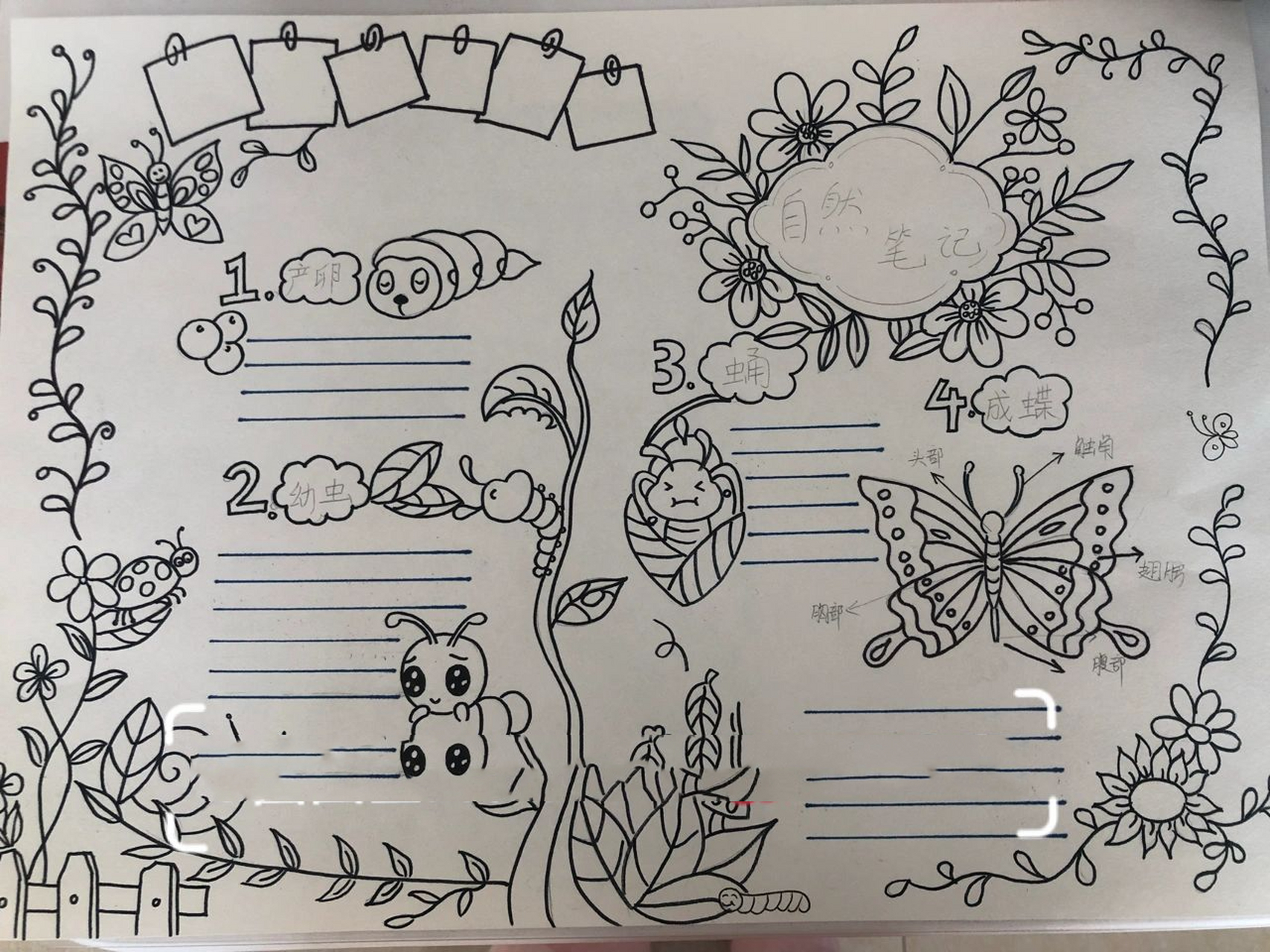 手绘观察日记毛毛虫的蜕变 图文并茂,在绘画前还攻略学习了一下,毛