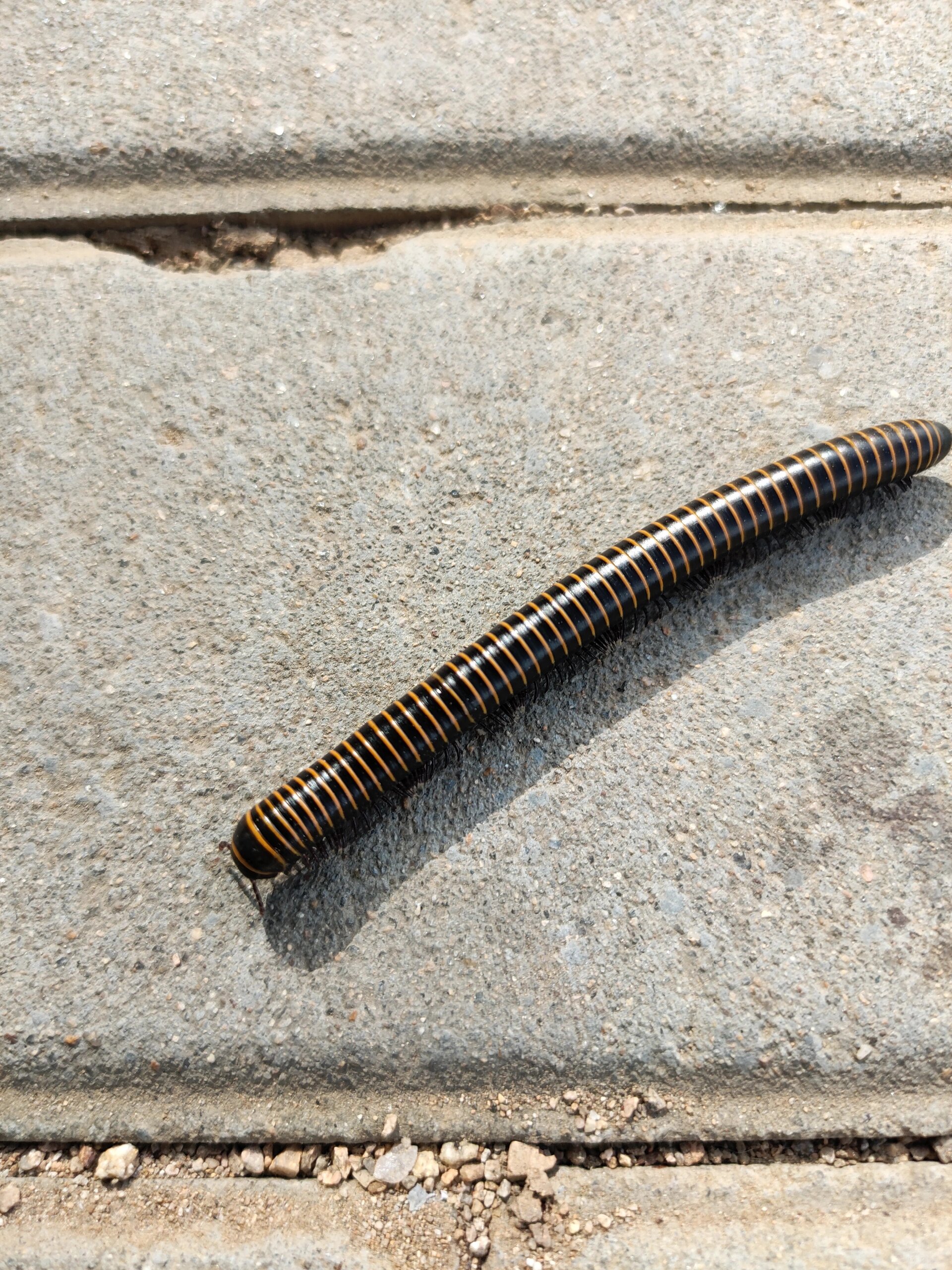 动物小科普——马陆