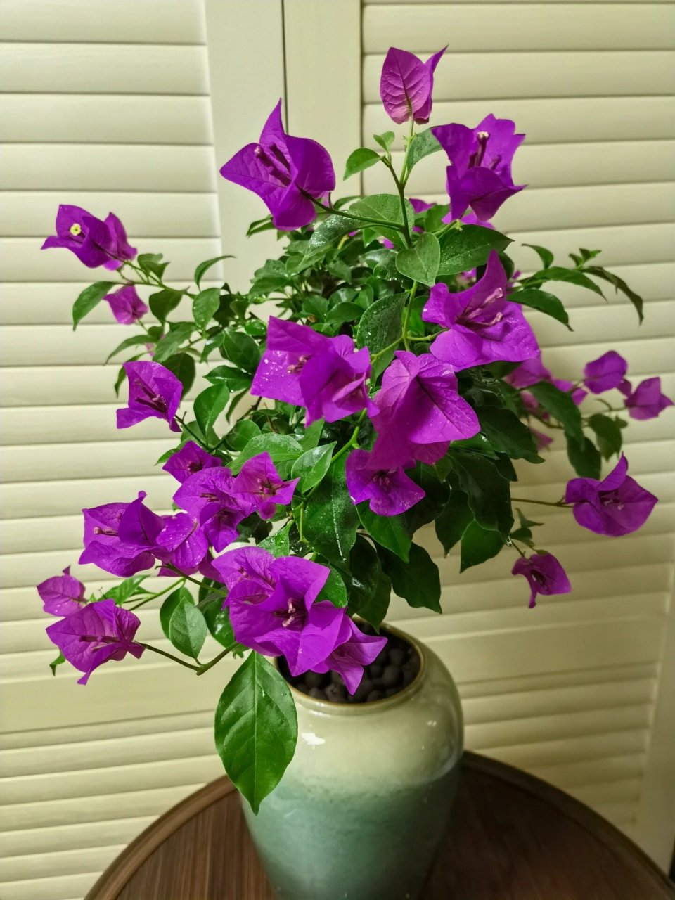 云南紫大梅～紫色三角梅 云南紫～三角梅,换了盆果然高大上多了