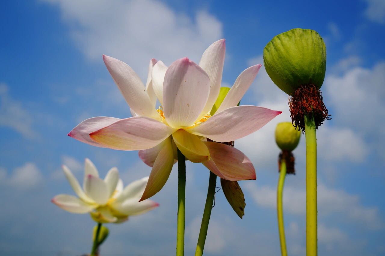 2021上海松江新浜荷花园二