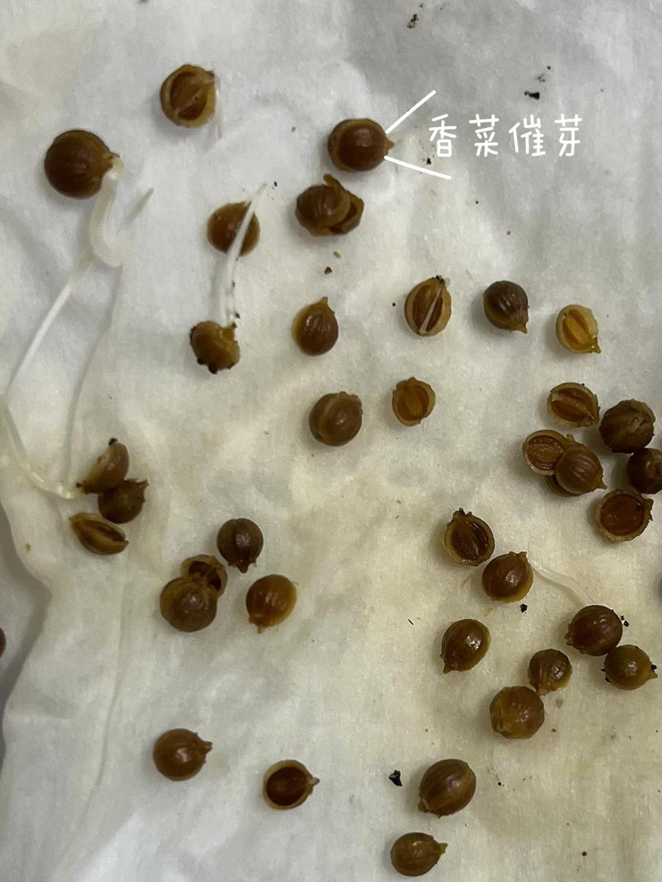 香菜催芽攻略 基于前次将香菜种子水泡后直接播种全军覆没之后,查阅