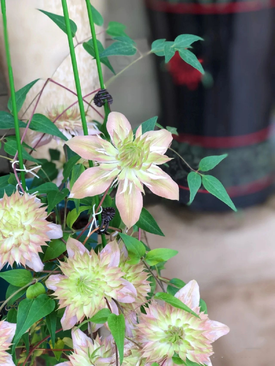 铁线莲昼天使 昼天使属于f系(佛罗里达组)铁线莲,是"小绿"的变种,被