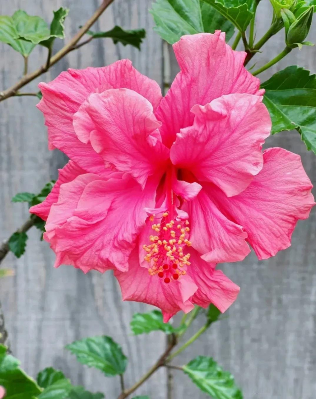 云南植物研学之旅系列(22)———红叶扶桑和重瓣扶桑.红叶扶桑,也叫彩